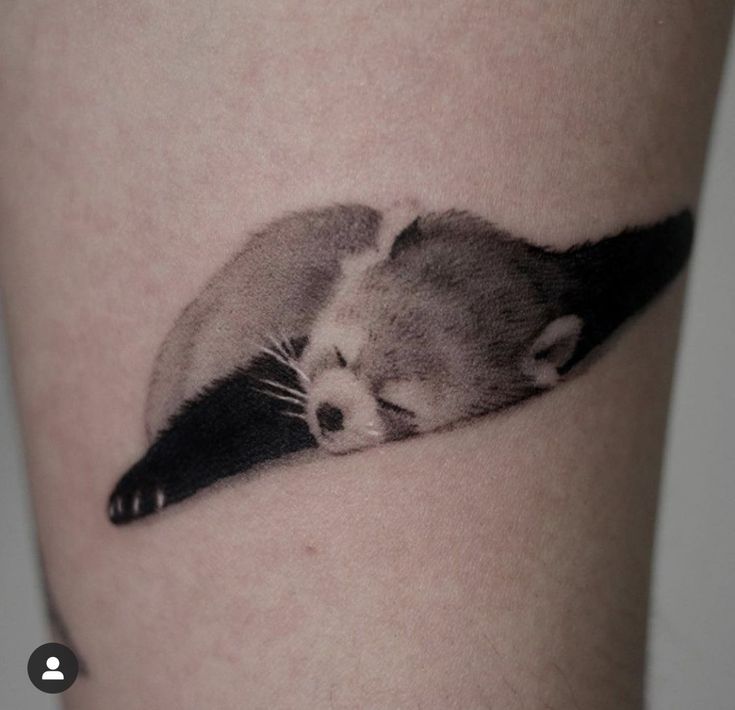 a small kitten is curled up in the shape of a half - circle on someone's thigh