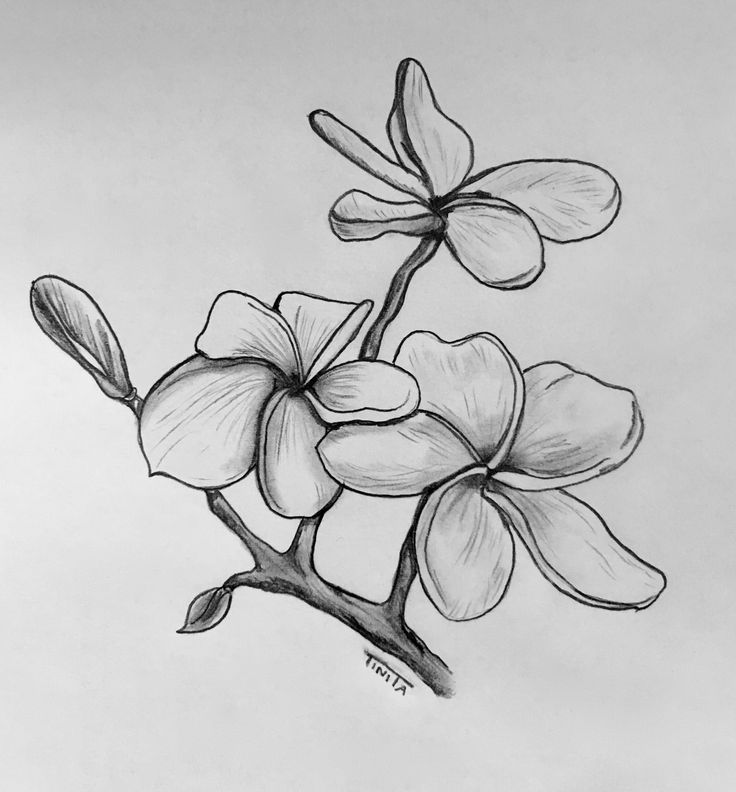 a pencil drawing of a branch with flowers