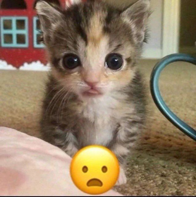 a small kitten sitting on top of a bed next to a yellow smiley face ball