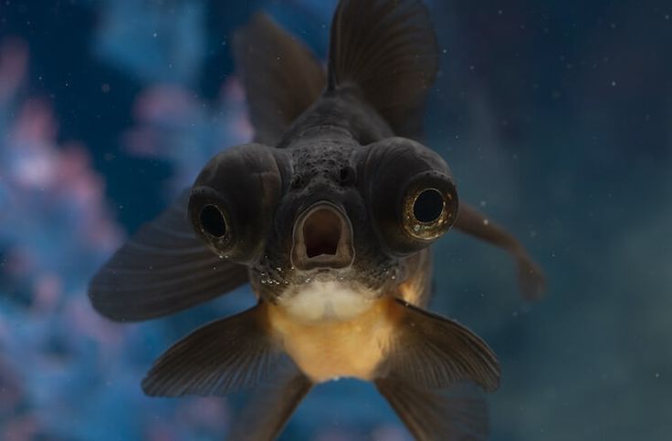 a close up of a fish with it's mouth open and eyes wide open