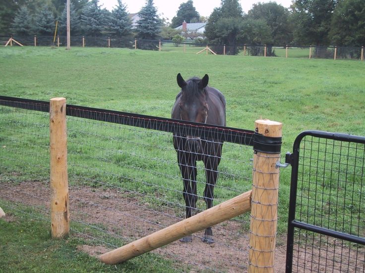 a horse standing behind a fence in a field