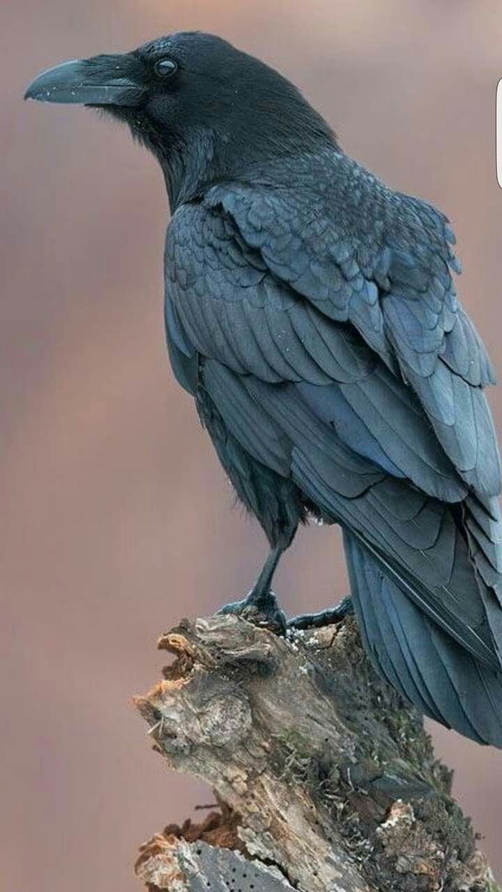 a black bird sitting on top of a tree branch