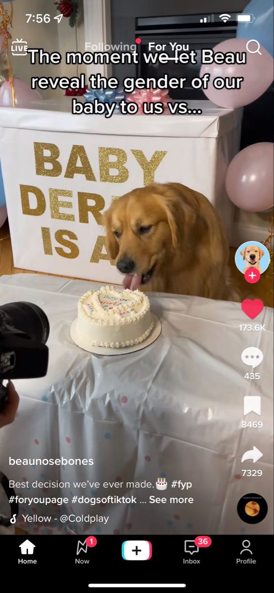 a dog sitting in front of a cake on top of a table