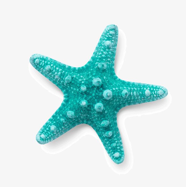 a blue starfish on a white background