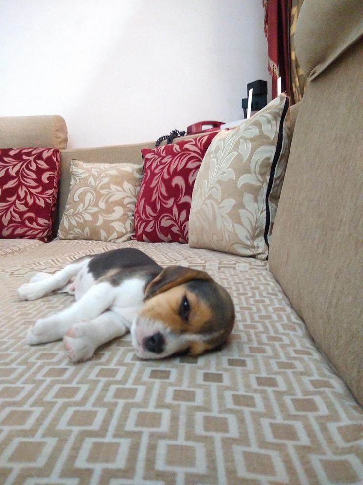 a dog laying on top of a couch next to pillows