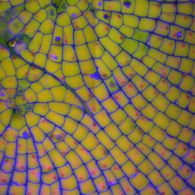 an image of some yellow fruit in the middle of it's netted surface