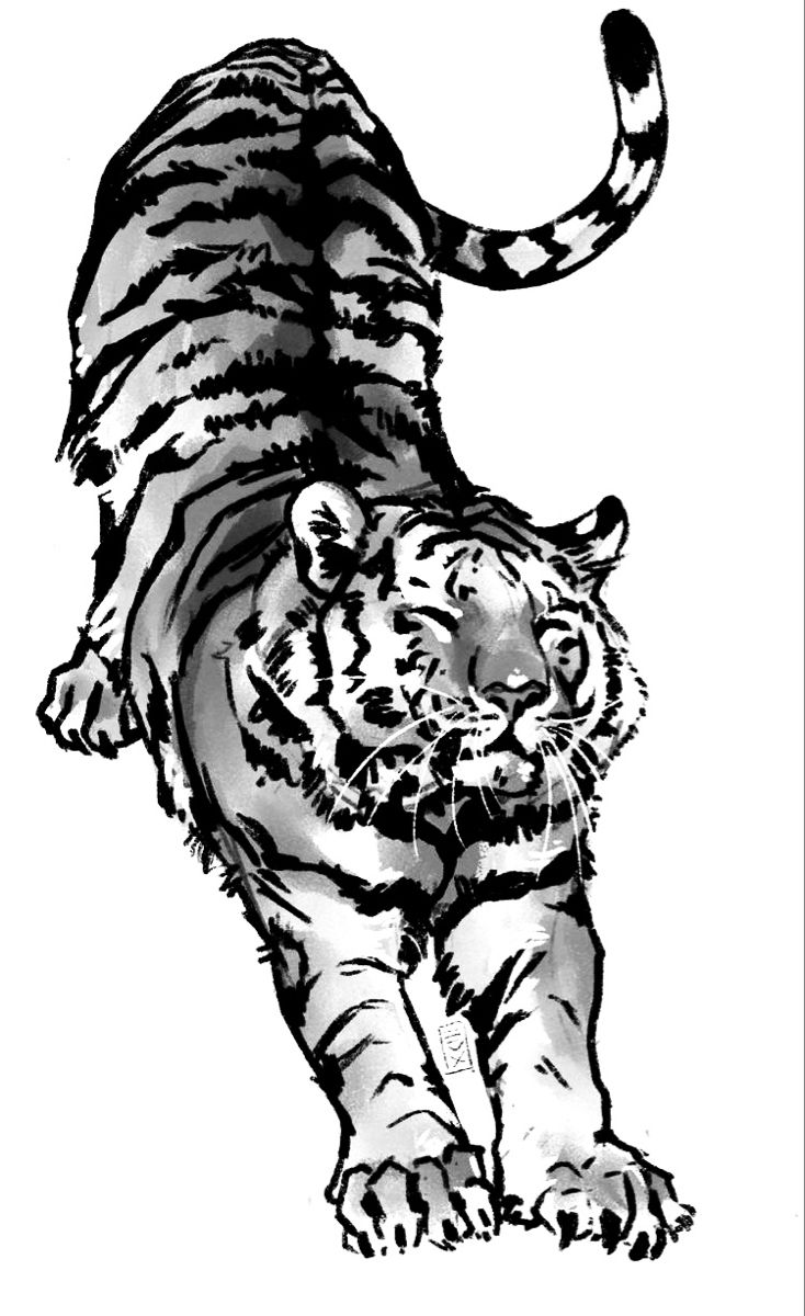 a black and white drawing of a tiger on a white background, with the tail extended