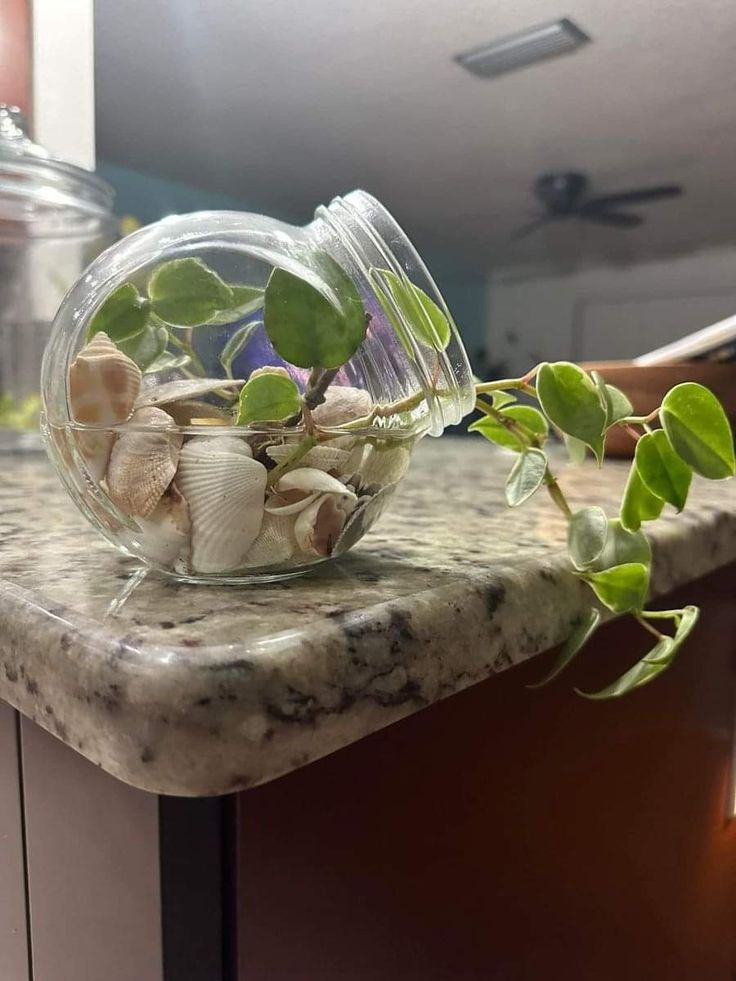 a glass vase filled with plants on top of a counter