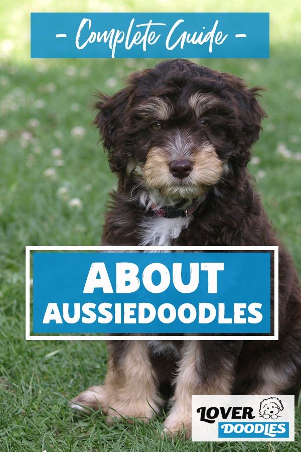 a dog sitting in the grass holding a sign that says complete guide about aussiedoodles