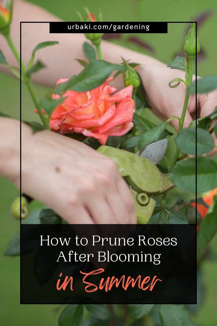 a person holding flowers with the title how to prune roses after blooming in summer