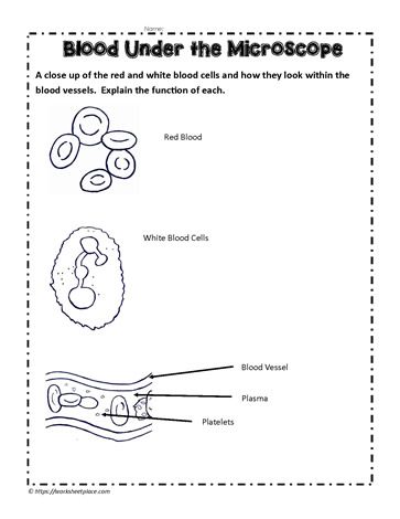 Home Learning Activities, Worksheets For Middle School, Human Body Printables, 3rd Grade Science, Human Body Worksheets, Free Human Body, Ngss Science, Worksheets For Grade 3, Under The Microscope