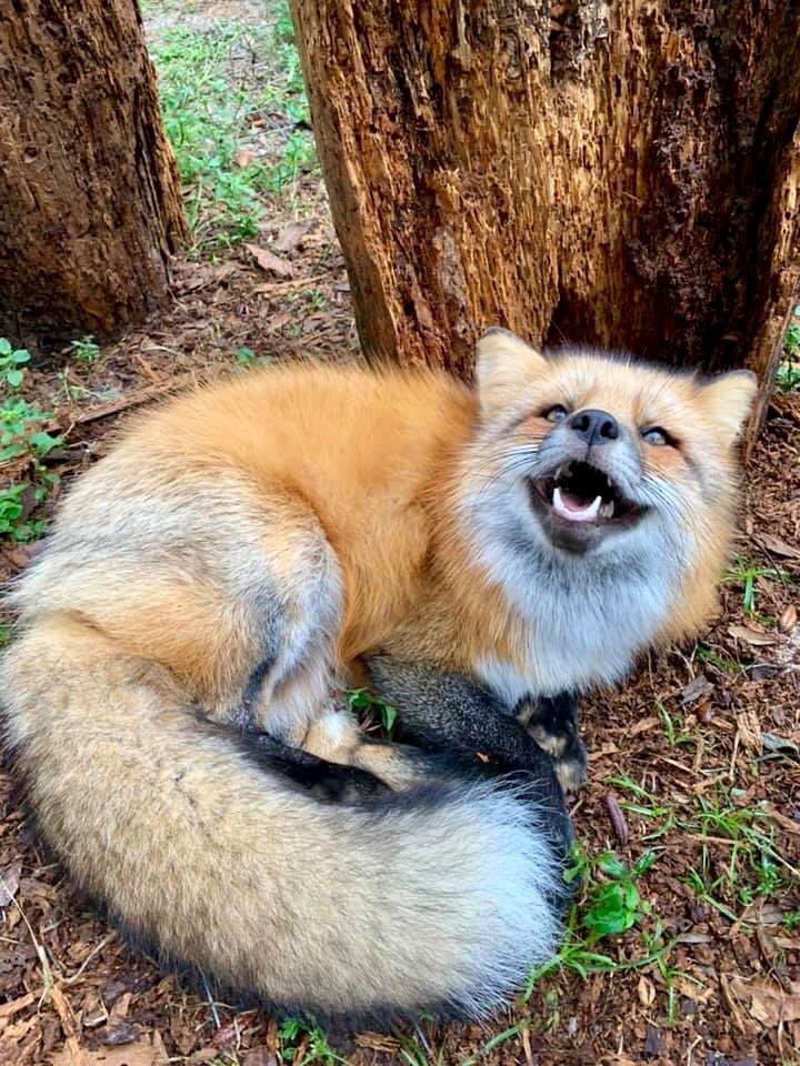 an animal that is laying down on the ground with its mouth open and tongue out