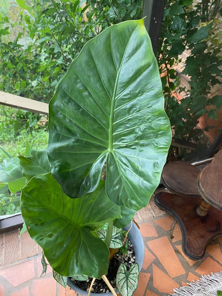 a large green leafy plant sitting in a pot on a patio next to a window