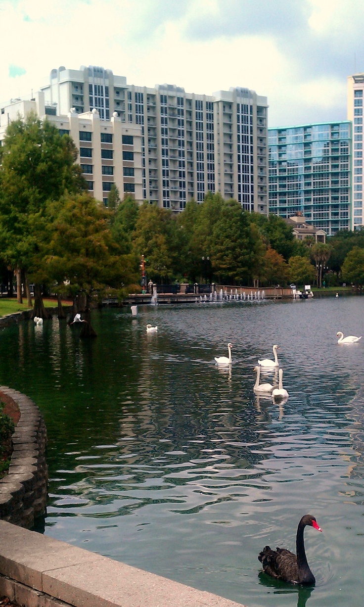 swans swimming in a lake with tall buildings in the background