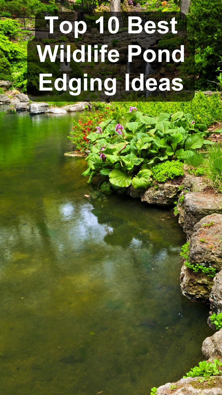 the top 10 best wildlife pond edging ideas