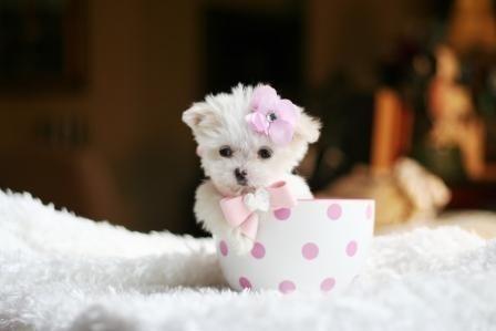 a small white dog with a pink bow on its head sitting in a polka dot cup