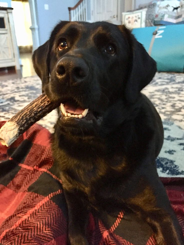 a large black dog holding a stick in its mouth on a red and black blanket