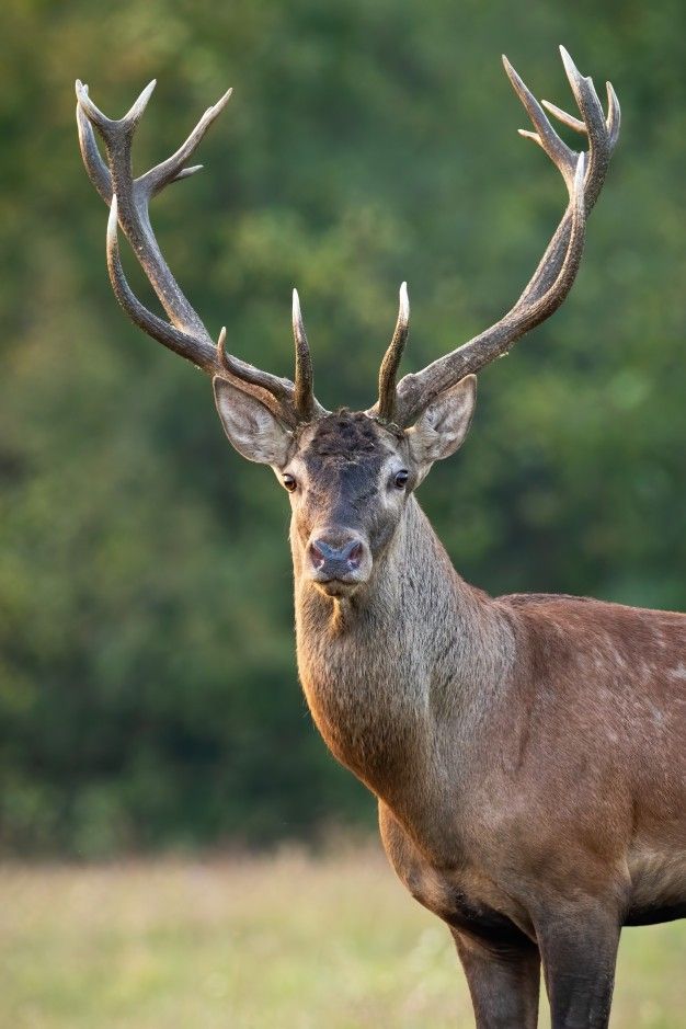 a deer with large antlers standing in the grass