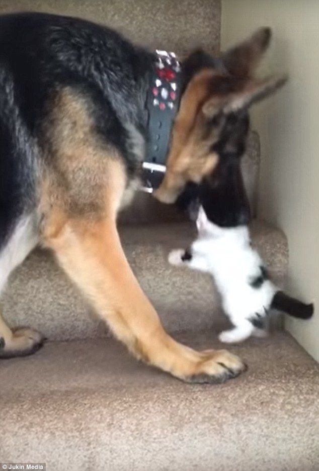 a dog is playing with a cat on the stairs