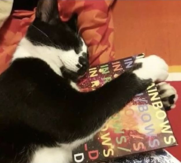 a black and white cat laying on top of a bed next to a paperback book