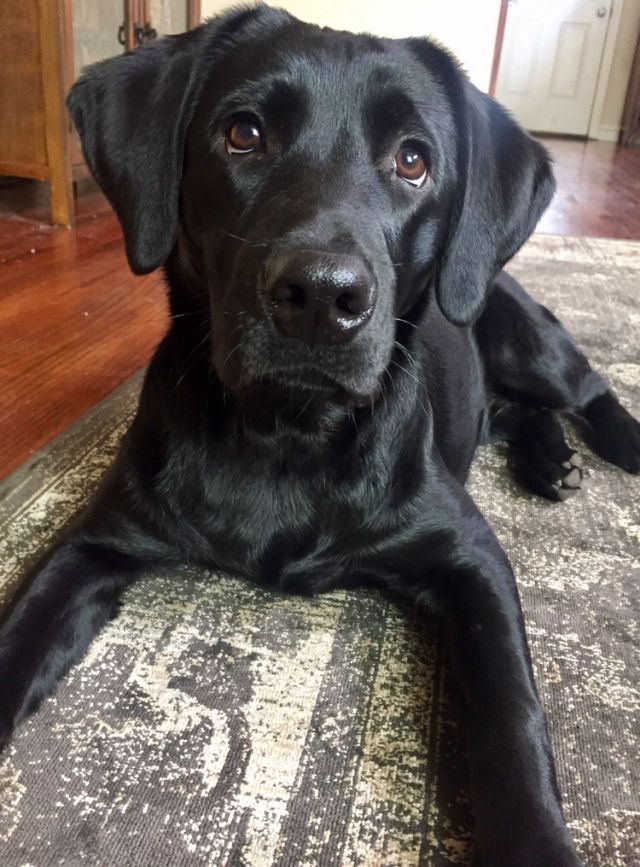 a large black dog laying on top of a rug