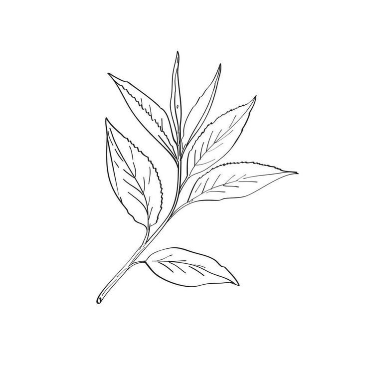 a black and white drawing of a leaf