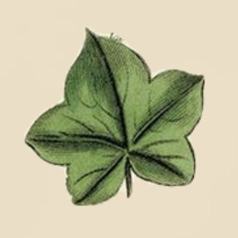 a drawing of a four leaf clover