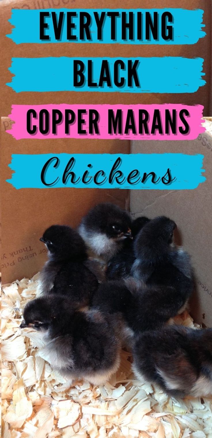 four baby birds are in a cardboard box with the words everything black copper marans chickens