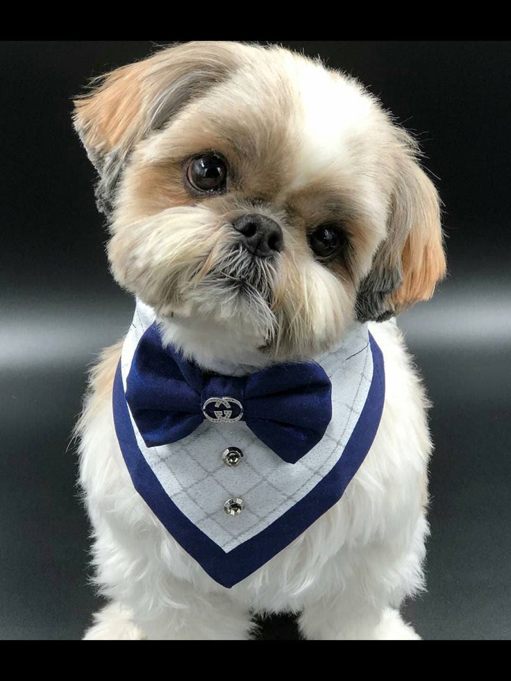 a small dog wearing a blue bow tie