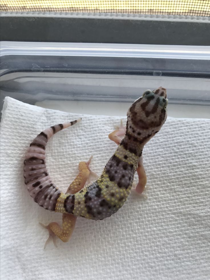 a gecko sitting on top of a white towel next to a window sill