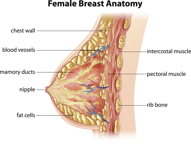 the anatomy of the female breast