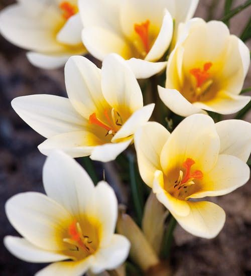 some white and yellow flowers are in the dirt