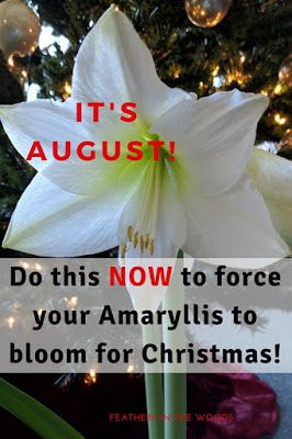 a white flower with the words it's august do this now to force your amaryllis to bloom for christmas