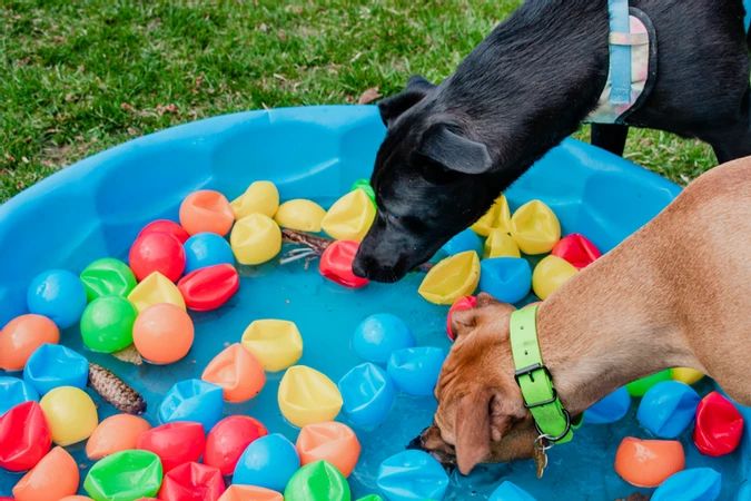 a dog is playing with his toys in the water bowl while another dog looks on