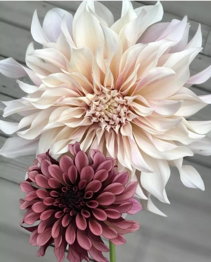 two large white and pink flowers in a vase