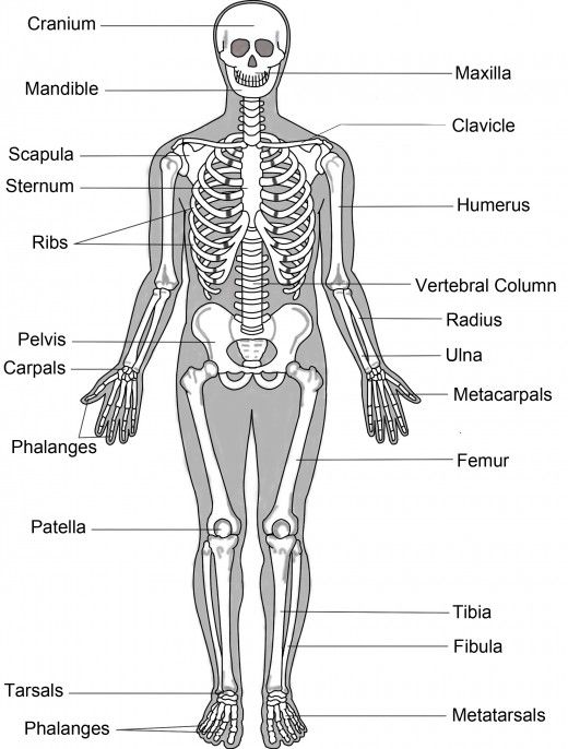 the human skeleton is shown with labels on its chest and upper body, including the bones