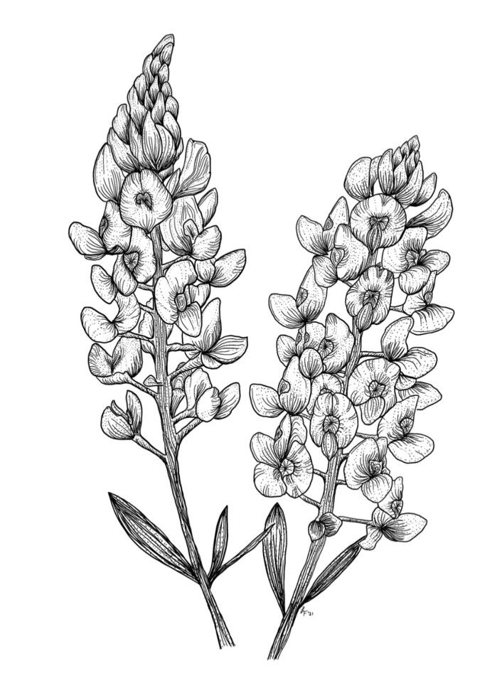 an ink drawing of some flowers on a white background