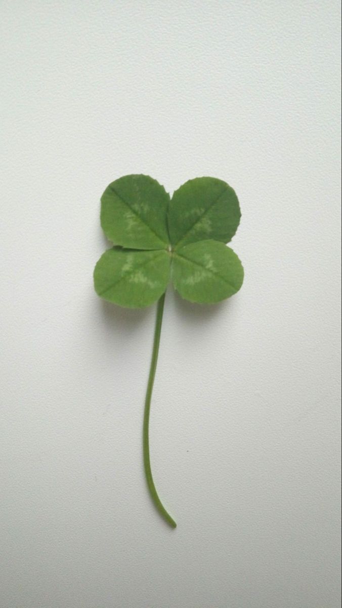 a four leaf clover on a white background