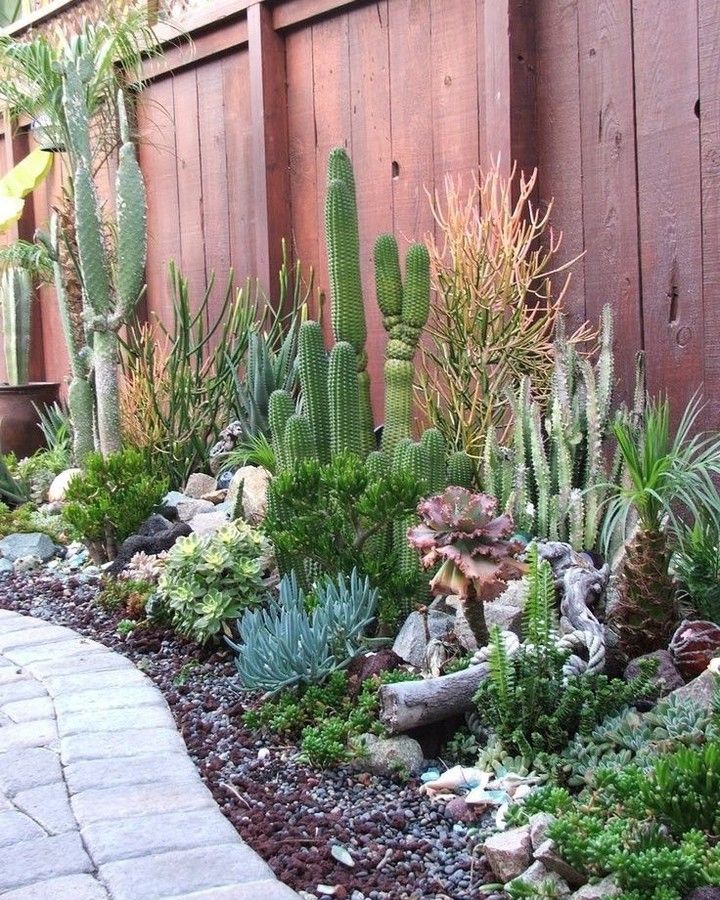 an image of a garden with cactus and succulents