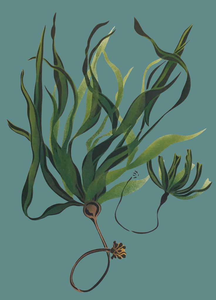 an illustration of seaweed on a blue background with green stems and leaves in the foreground