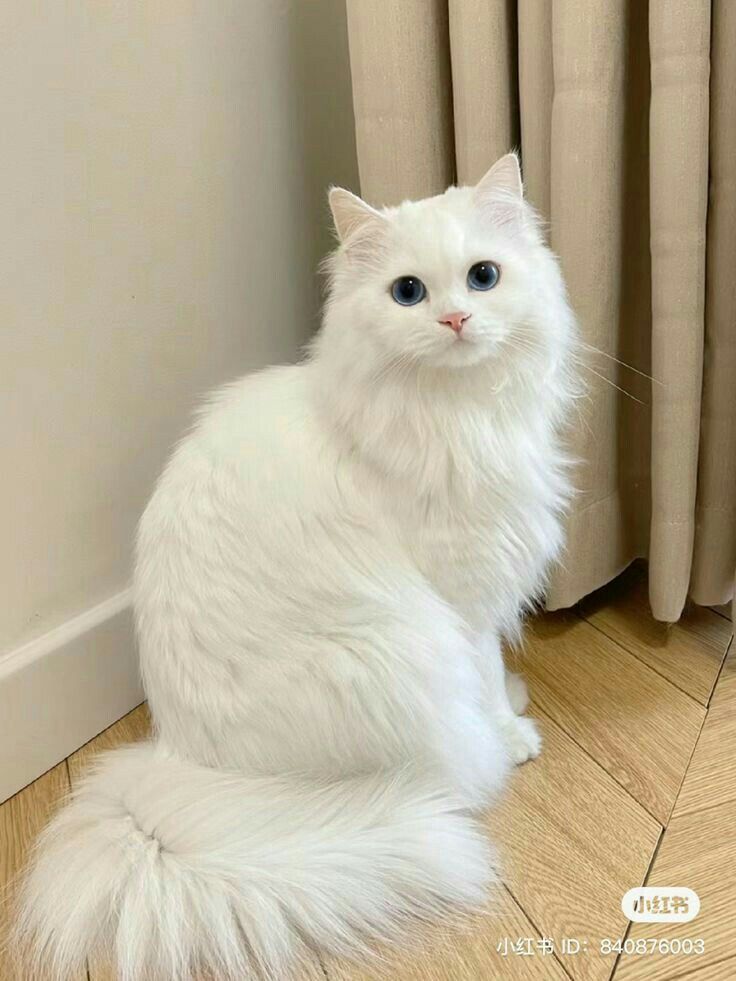 a white fluffy cat sitting on the floor next to a window looking at the camera