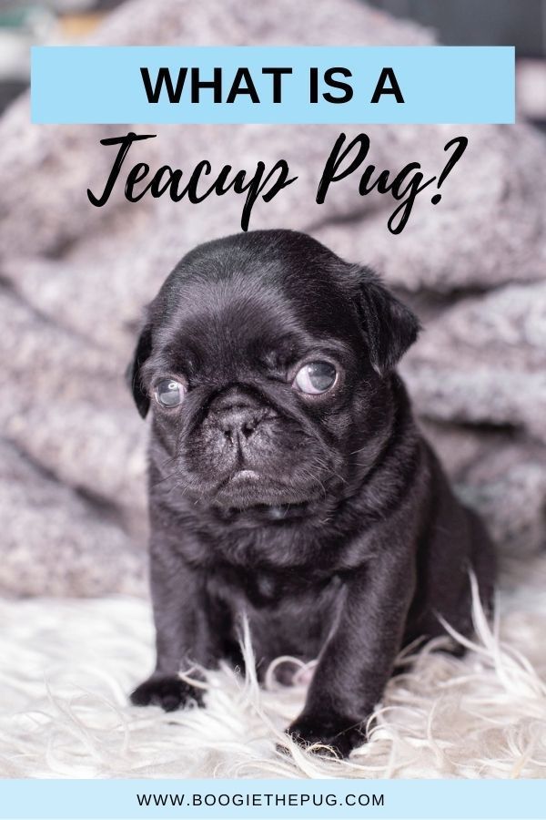 a small black pug sitting on top of a bed