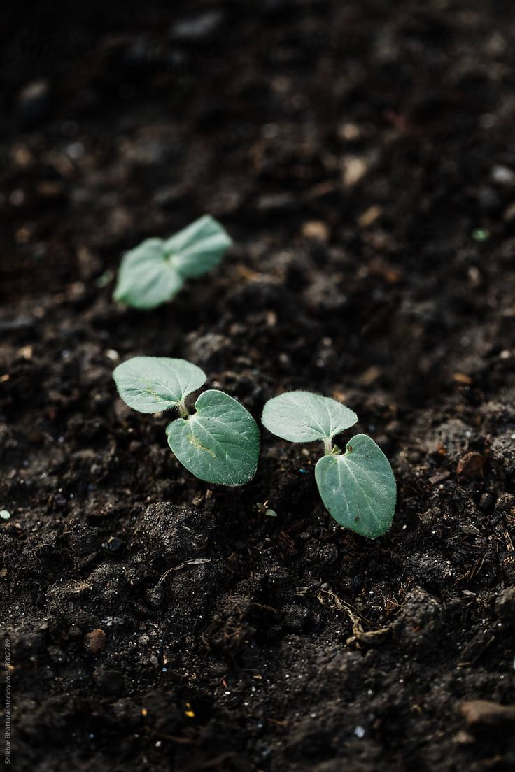 small green plants sprouting from the ground