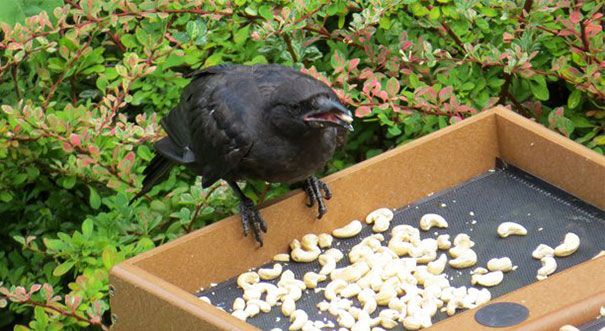 a black dog standing on top of a wooden box filled with white birds in the grass