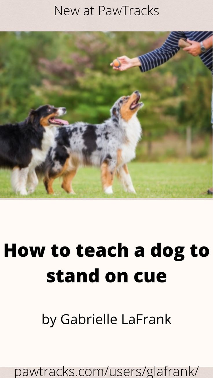 two dogs standing next to each other on top of a grass covered field with the words how to teach a dog to stand on cue