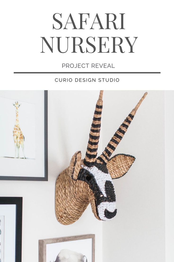 an animal head hanging on the wall next to pictures and framed photos with text that reads safari nursery project reveal curio design studio