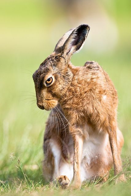 a brown and white rabbit sitting in the grass