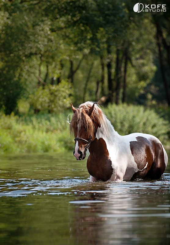 a brown and white horse is wading in the water with trees in the background