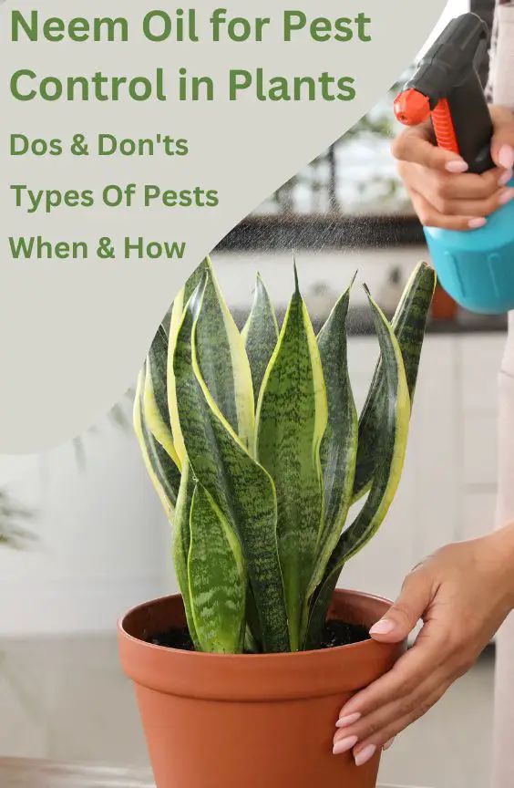 a woman is spraying water onto a potted plant with a sprayer on it