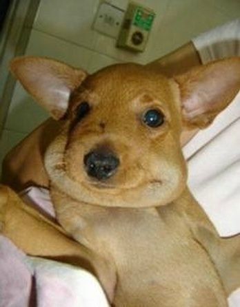 a small brown dog laying on top of a bed